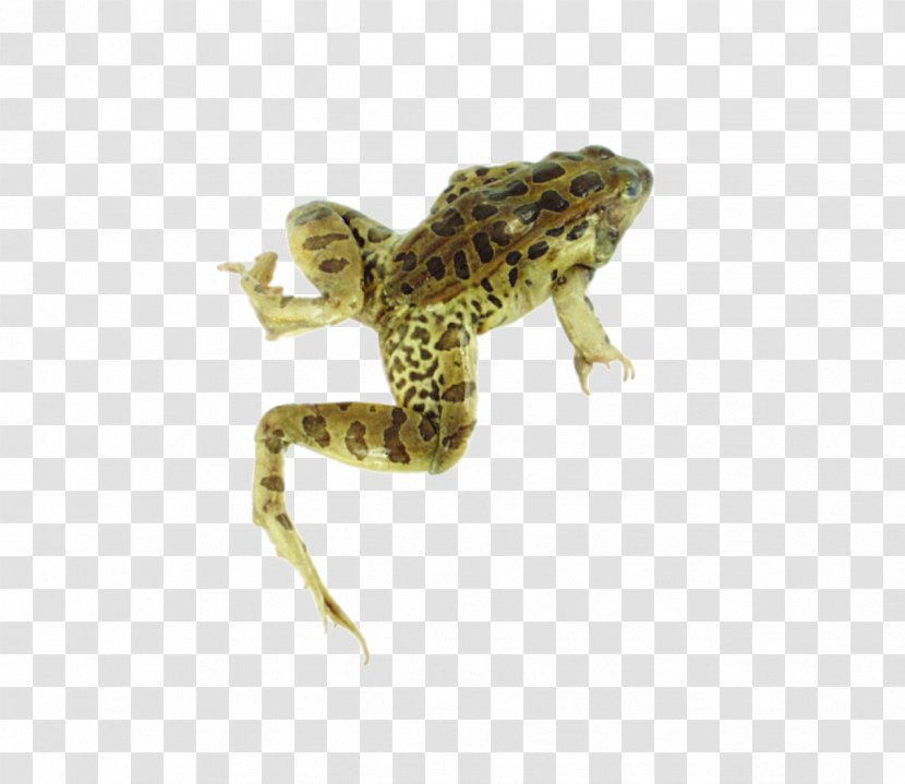American Bullfrog Lowland Leopard Frog Transparent PNG