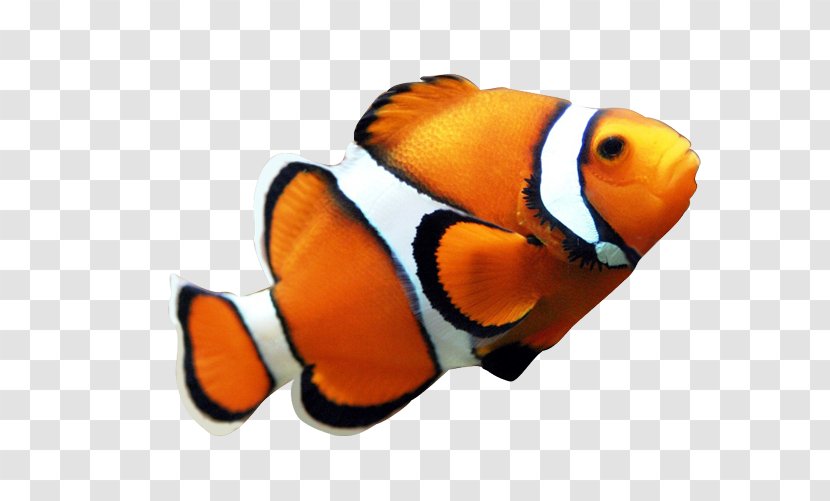 Angelfish Maroon Clownfish Clip Art - Finding Nemo - Seafood Clown Fish Yellow Transparent PNG
