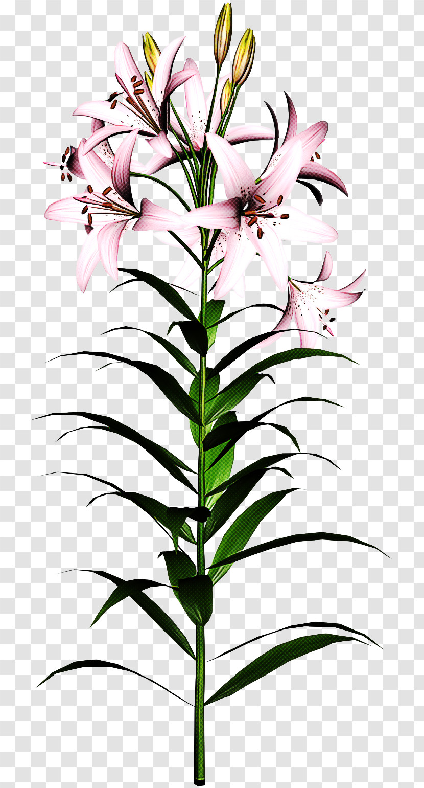 Flower Plant Lily Tiger Lily Pedicel Transparent PNG