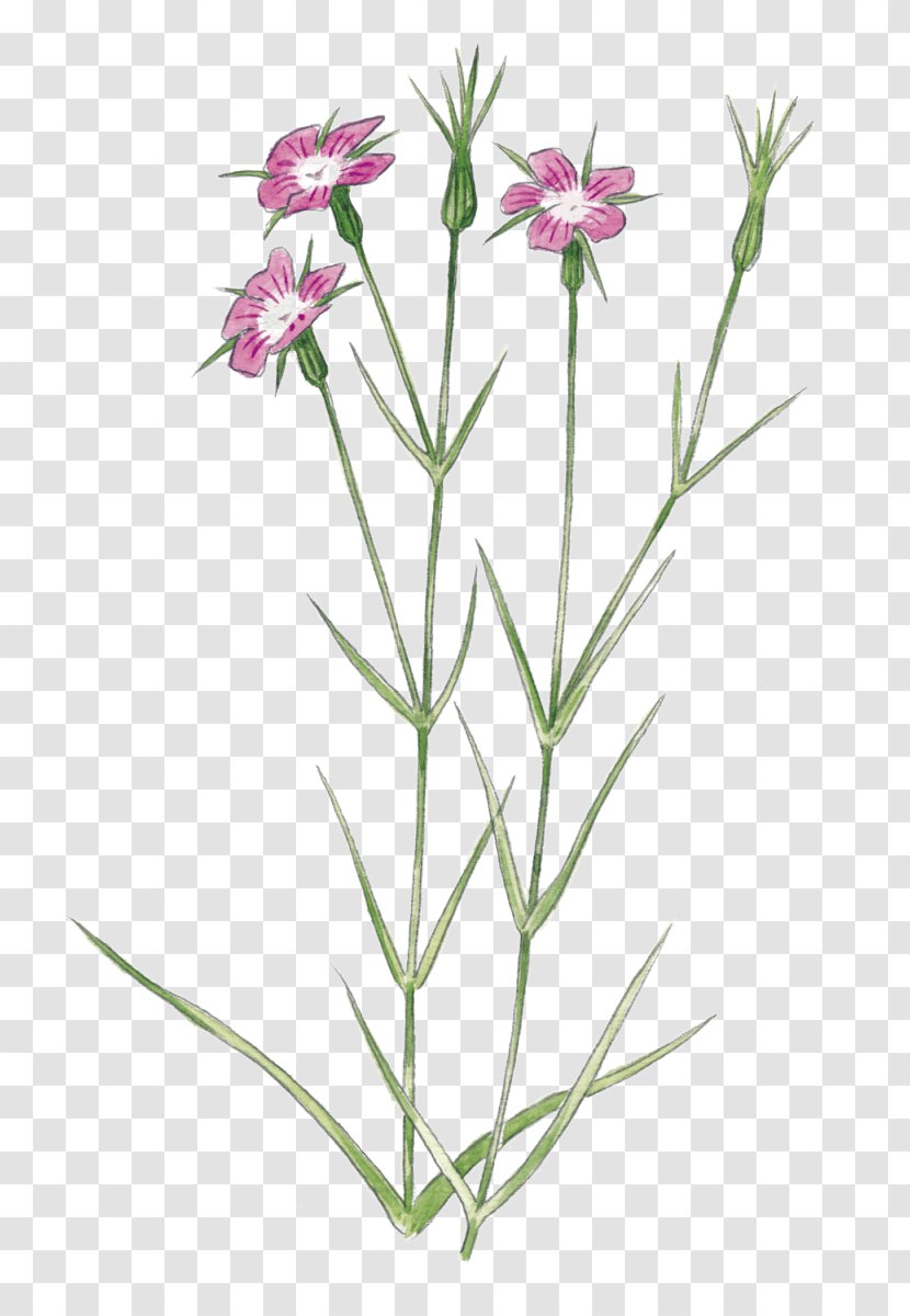 Plant Stem Wildflower Pink Garden Roses - Family - Flower Transparent PNG