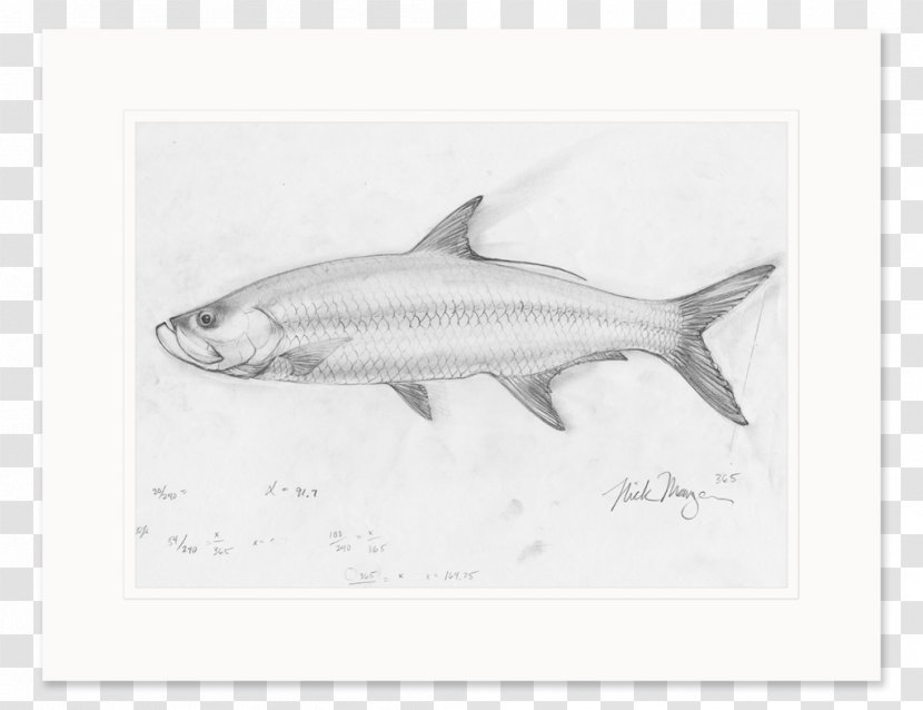 Sardine Requiem Sharks Milkfish Qatar Petroleum - Fish - Shark Transparent PNG