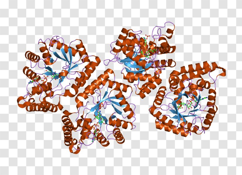 AKR7A2 Art Enzyme Aldose Reductase Aflatoxin B1 - Aldehyde - Text Transparent PNG