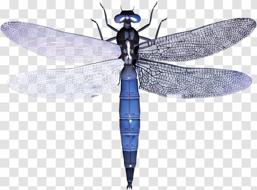 Dragonfly Insect Clip Art - Scarce Chaser Transparent PNG