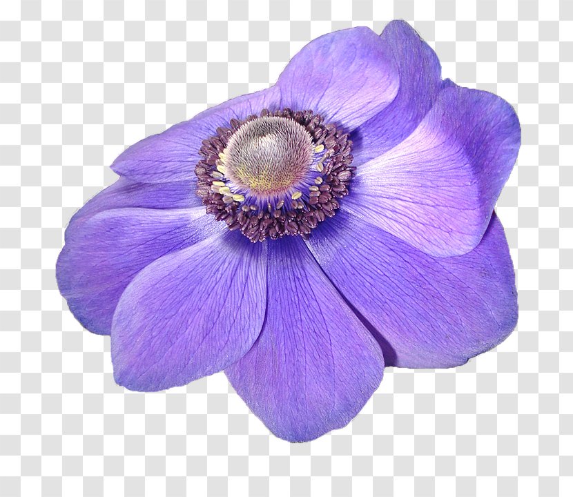 Anemone Violet Flower Image Light - Helen Keller Transparent PNG