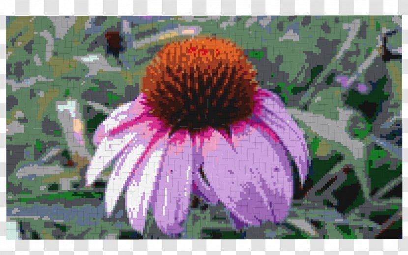 Coneflower Annual Plant - Flowering Transparent PNG