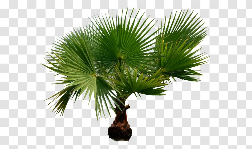 Arecaceae Clip Art - Borassus Flabellifer - Tropik Transparent PNG
