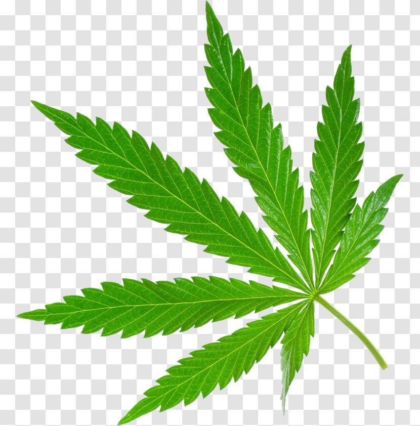 Cannabis Sativa Stock Photography Medical 420 Day - Plant Transparent PNG