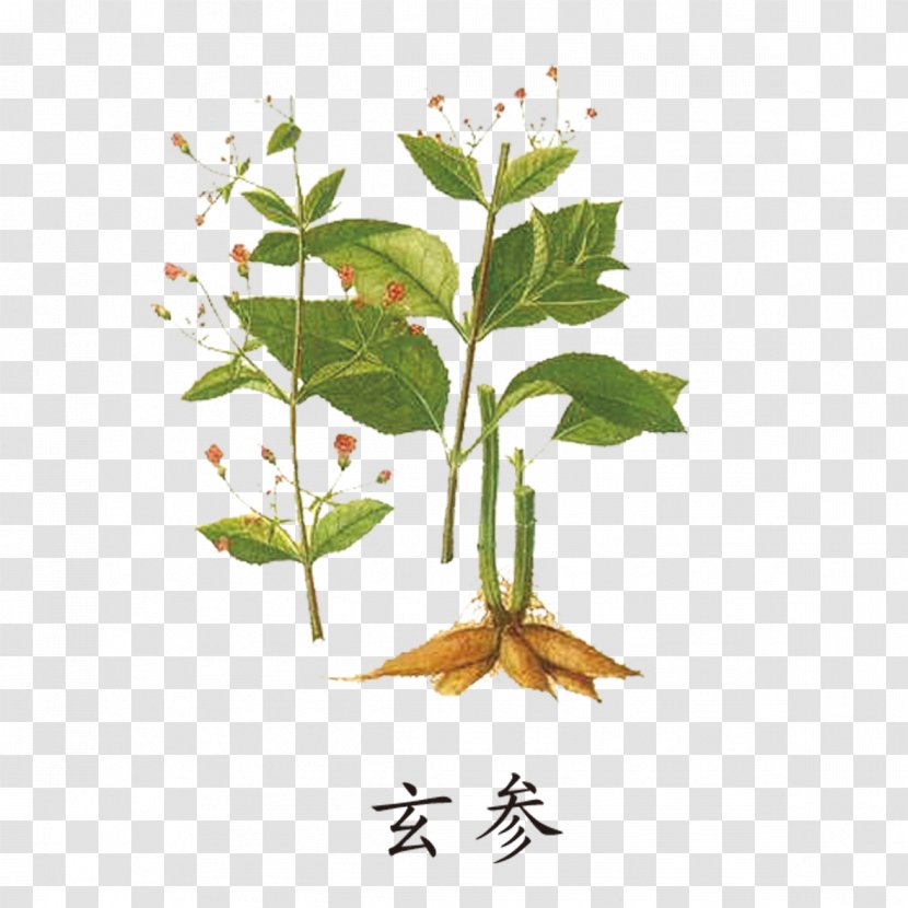 Scrophulariaceae Herbs - Root - Herbalism Transparent PNG