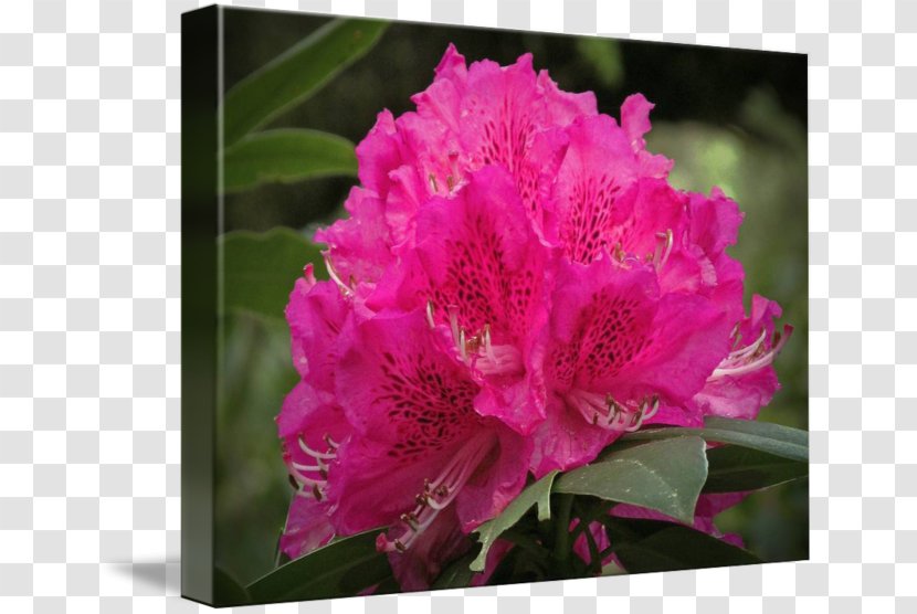 Azalea Rhododendron Pink M Family Annual Plant - Ericales Transparent PNG