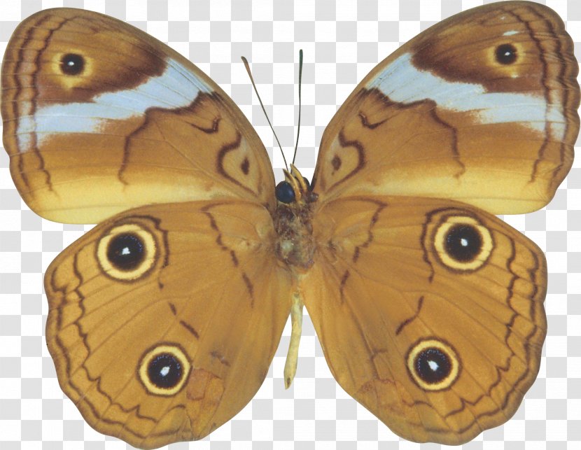 Butterfly Insect Art Raster Graphics Clip - Pollinator - Moth Transparent PNG