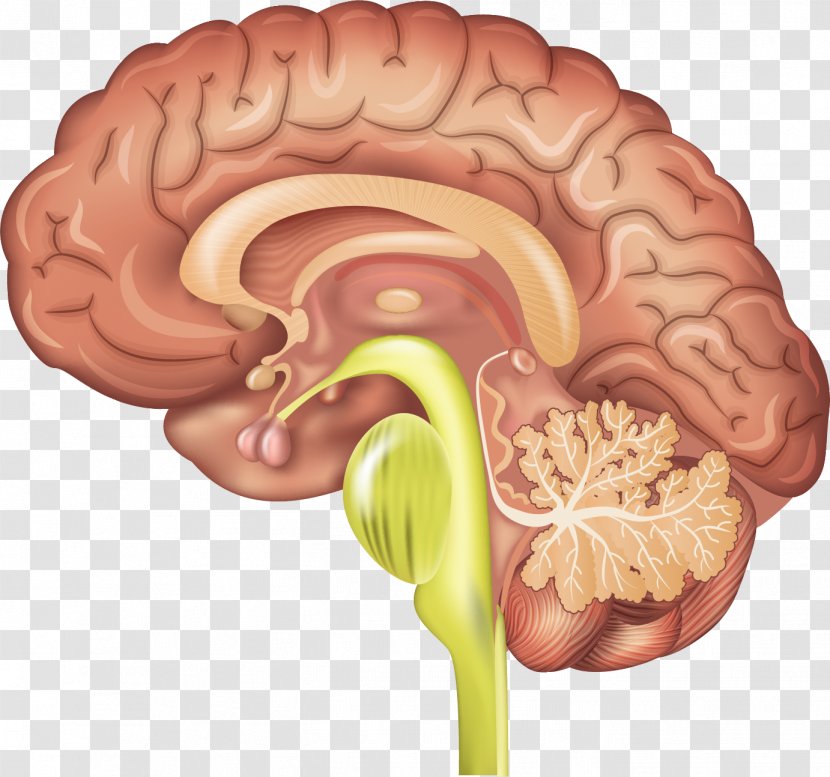 Pituitary Gland Anterior Human Brain Secretion - Flower Transparent PNG