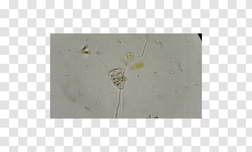 Vorticella Glass Microscope Slides Science Plastic - Stemfinity Transparent PNG