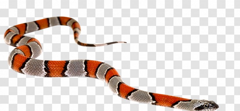 Snake Reptile Cobra Clip Art - Anaconda Transparent PNG