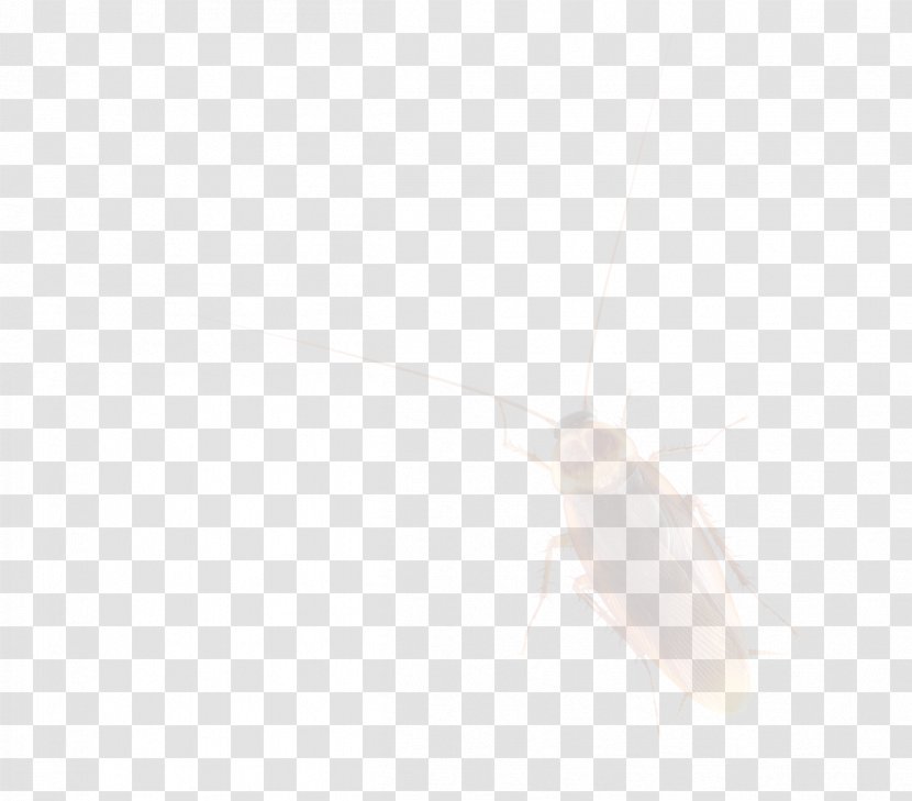 Cockroach - Wing Transparent PNG
