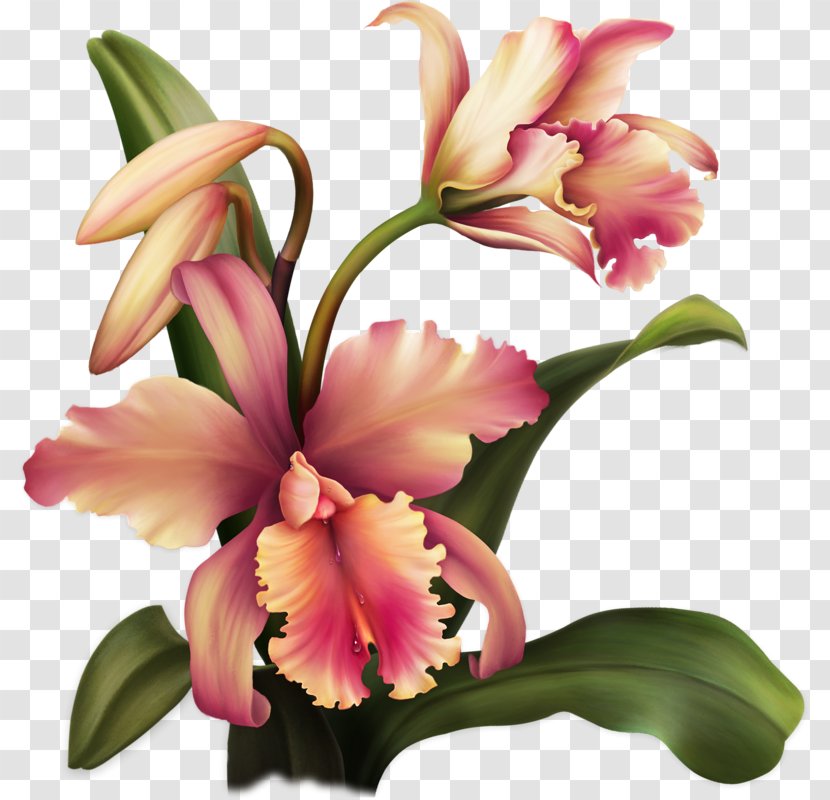 Cut Flowers Floral Design Blume Orchids - Pink - Flower Transparent PNG