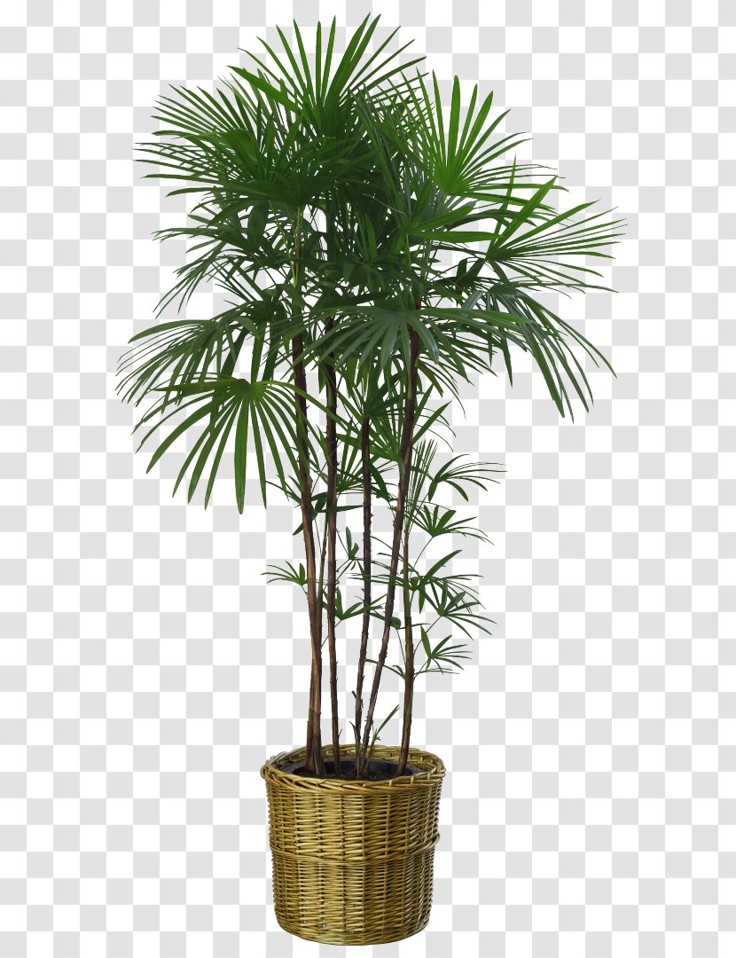 Potted Houseplant Flowerpot Palm Trees - Tree - Plants Transparent PNG