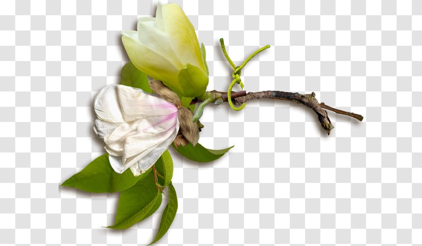 Rose Family Floral Design Cut Flowers Bud Plant Stem - Magnolia Grandiflora Transparent PNG