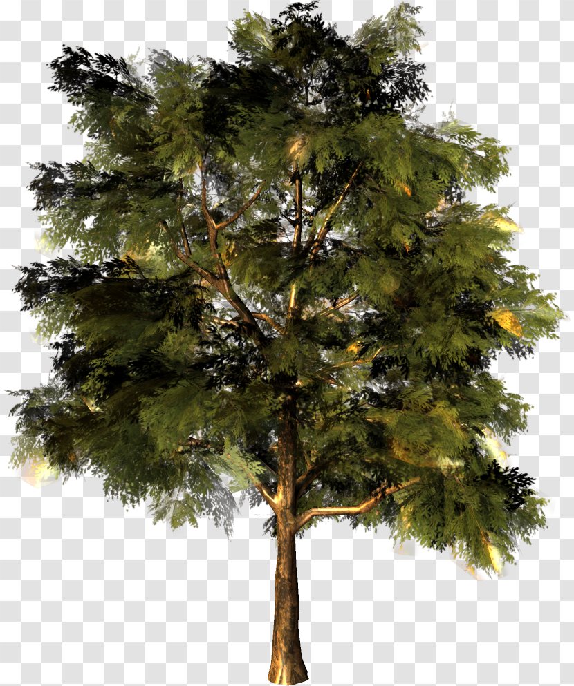 Larch Pine Fir Oak Tree Transparent PNG