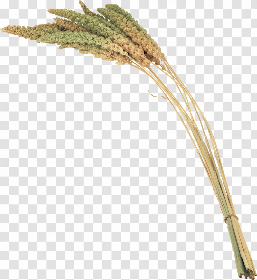 Grass Digital Image Clip Art - Emmer - Plant Transparent PNG