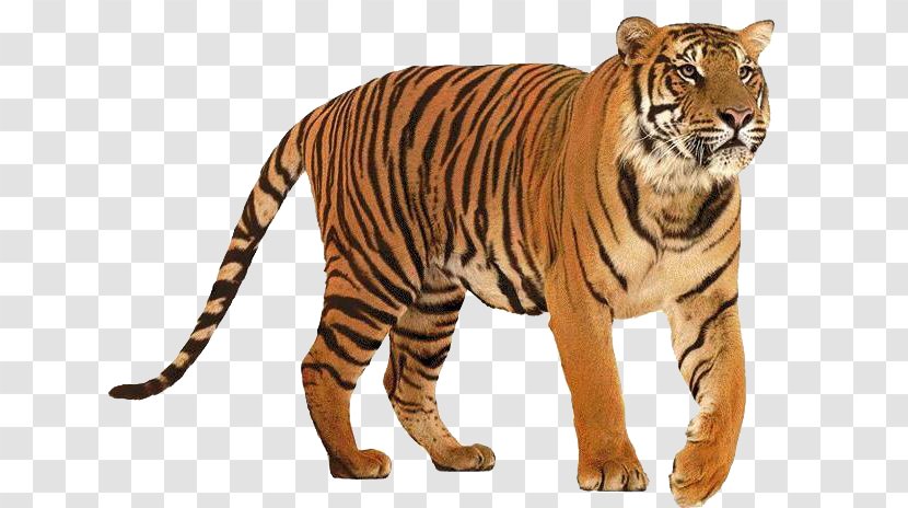 Siberian Tiger Bengal - Animal - Climbing Transparent PNG