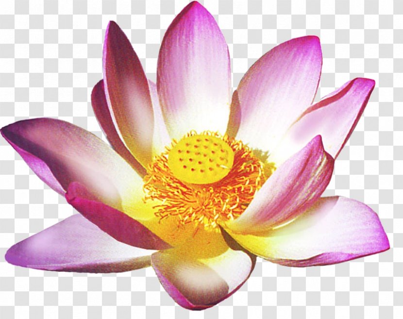 Spirituality Germany Lotus Thai Massage Reiki Healing - Family - Yellow Transparent PNG