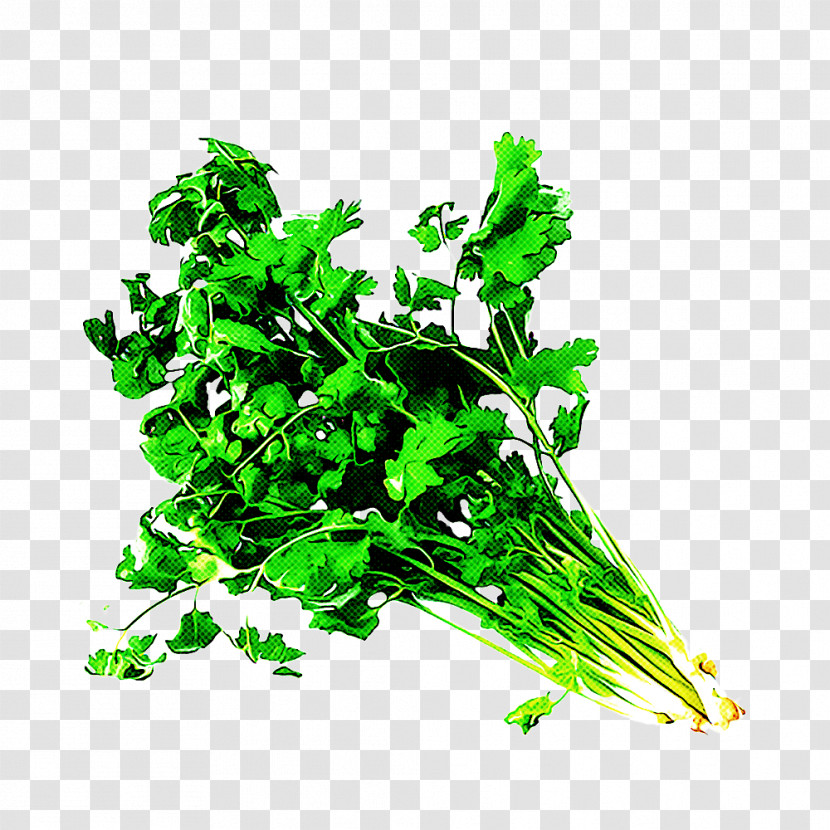 Parsley Transparent PNG