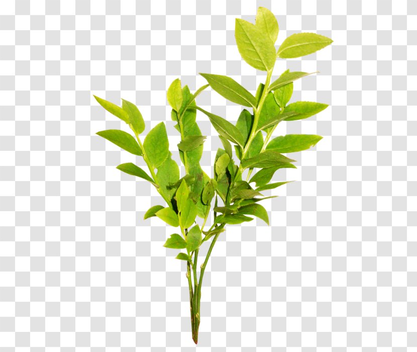 Leaf Green Tea Branch Computer File - Raster Graphics - Bunch Of Transparent PNG