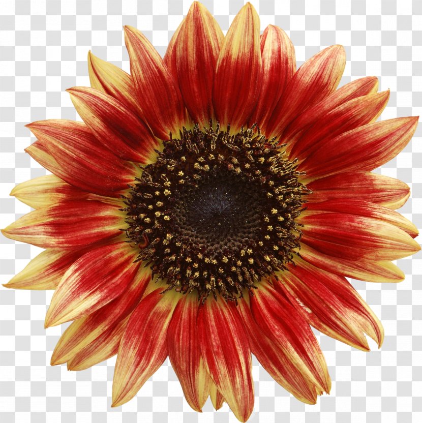 Common Sunflower Red - Seed Transparent PNG