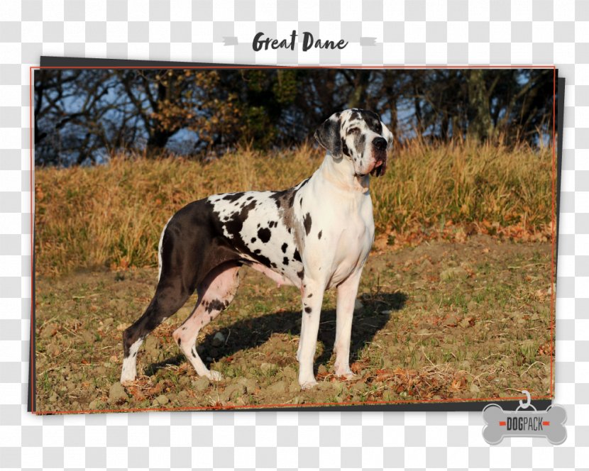 Great Dane German Shepherd Dog Breed Dobermann Boxer - Dogo - West Transparent PNG