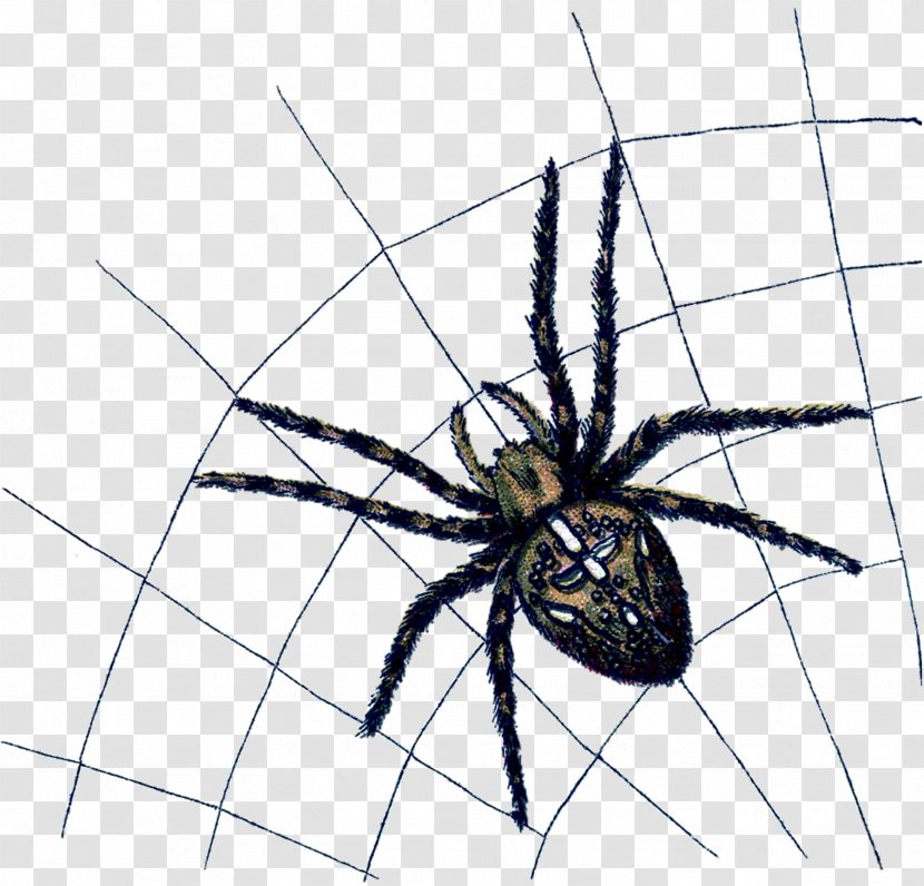 Widow Spiders Angulate Orbweavers Arthropod Animal - Spider Web Transparent PNG