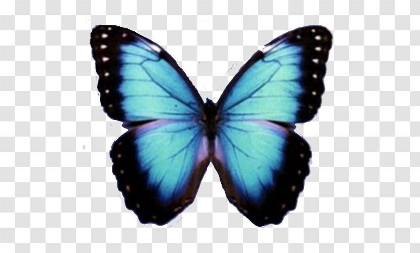 Butterfly - Monarch - Blue Transparent PNG