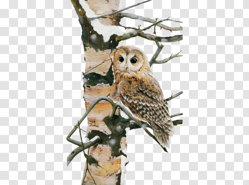 Owl Bird Nocturnality - Snowy Transparent PNG