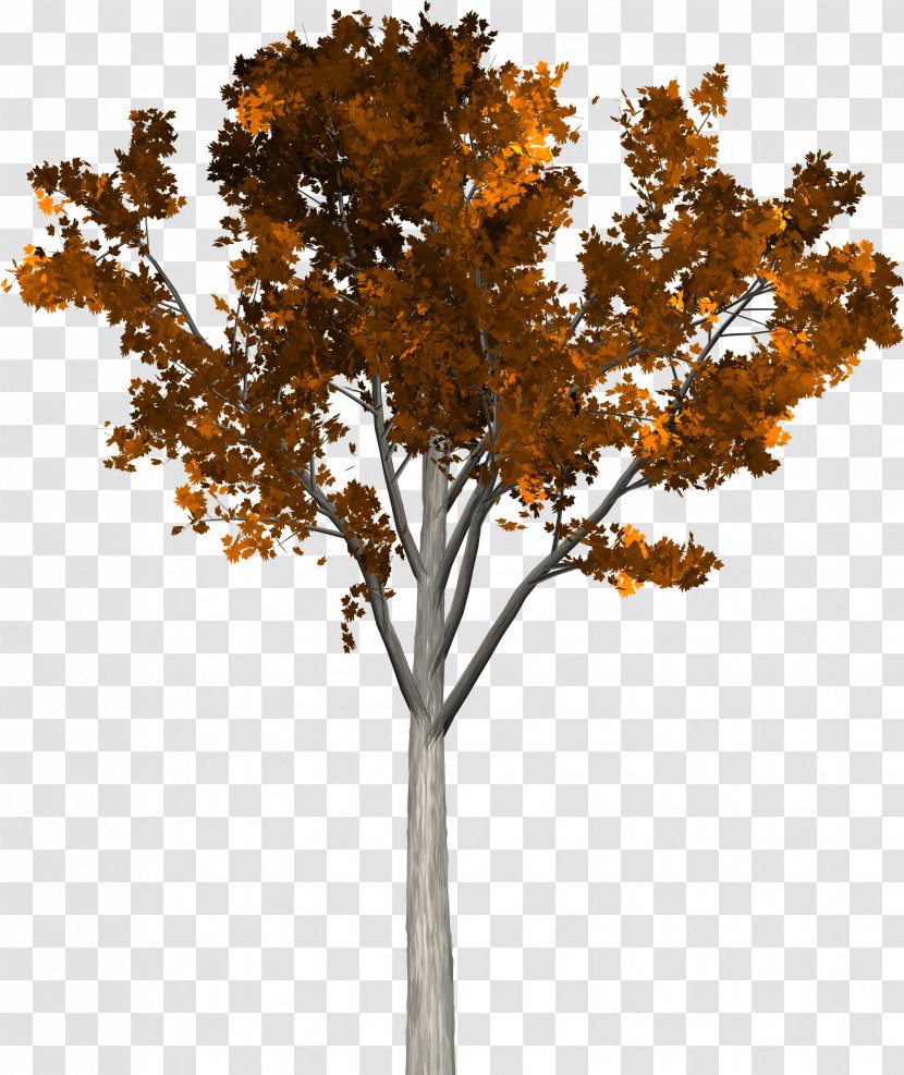 Twig Tree Autumn - Plant - Fruit Trees Transparent PNG