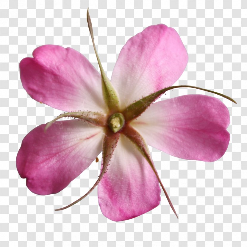 Wildflower Cut Flowers Clip Art - Geraniaceae - Flower Transparent PNG