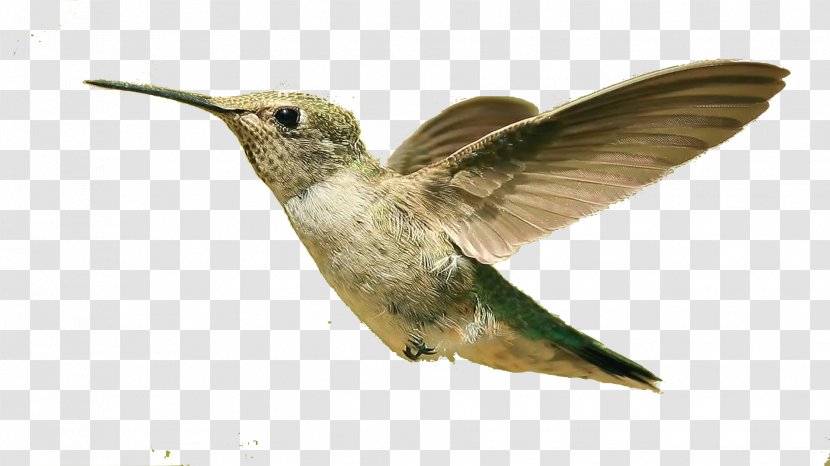Bird Desktop Wallpaper High-definition Television Clip Art - Hummingbird - Flight Transparent PNG