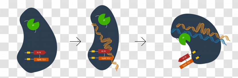 Intein DCas9 Activation System Protease International Genetically Engineered Machine - Cartoon - Both Teams Transparent PNG