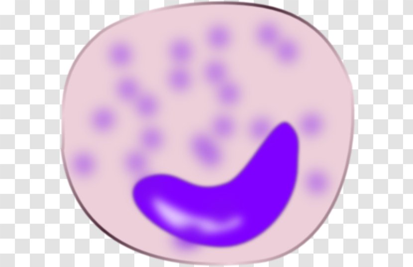 Monocyte Cell Lymphocyte Macrophage Clip Art - Hematopoietic Stem - Violet Transparent PNG