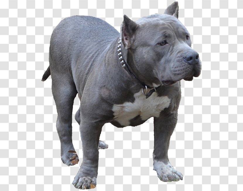 American Pit Bull Terrier Bully Dog Breed Toy Bulldog - Blue Nose - Loose Coat Transparent PNG