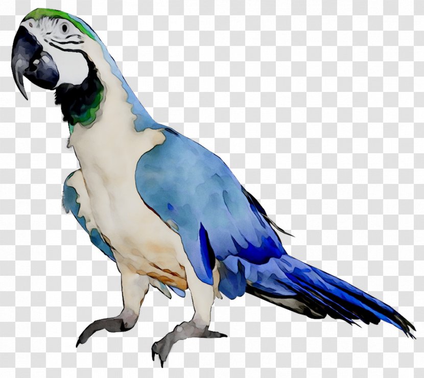 Budgerigar Parrot Macaw Lovebird Kleurplaat Transparent PNG