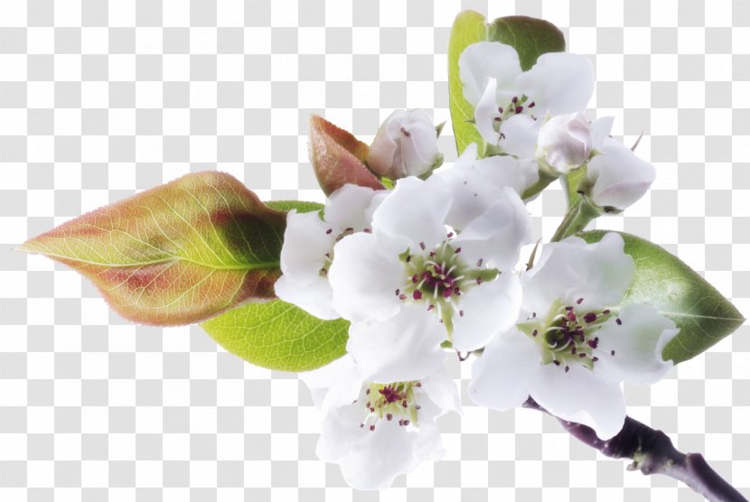 Flower Stock Photography Blog - Alamy - Spring Transparent PNG