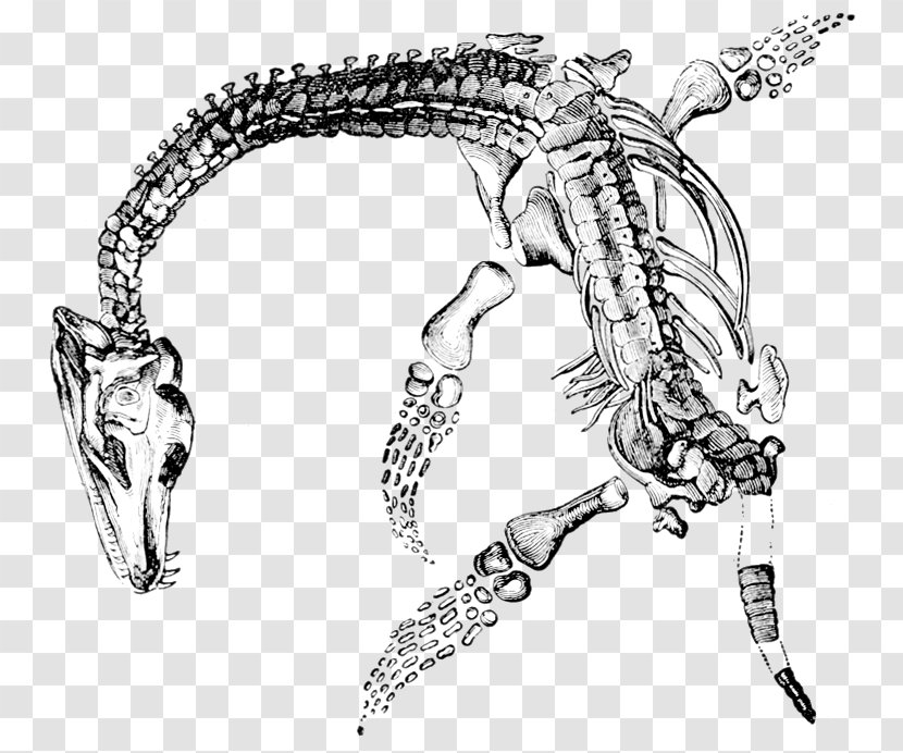 Elasmosaurus Plesiosauria Plesiosaurus Fossil Jurassic Coast - Body Jewelry - Dinosaur Transparent PNG