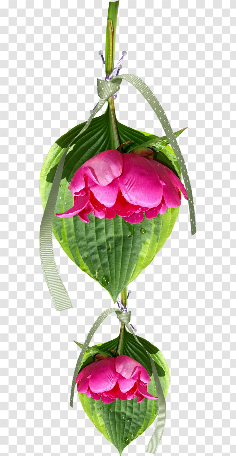 Floral Design Flower Clip Art - Leaf Transparent PNG