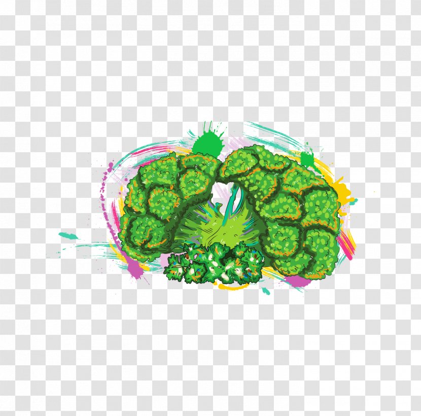 Broccoli Vegetable Illustration - Tree - Hand-painted Transparent PNG