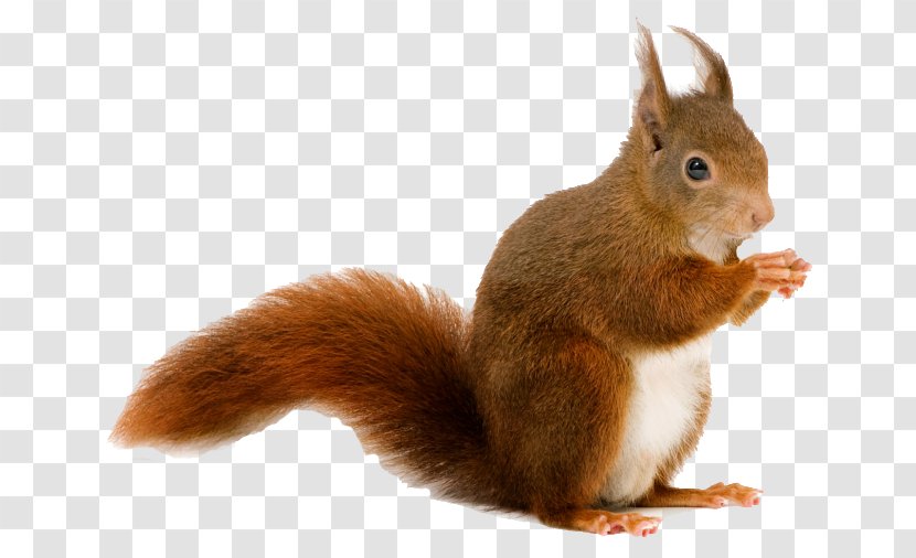 Squirrel Desktop Wallpaper Cat - Rodent - Sixty-one Transparent PNG