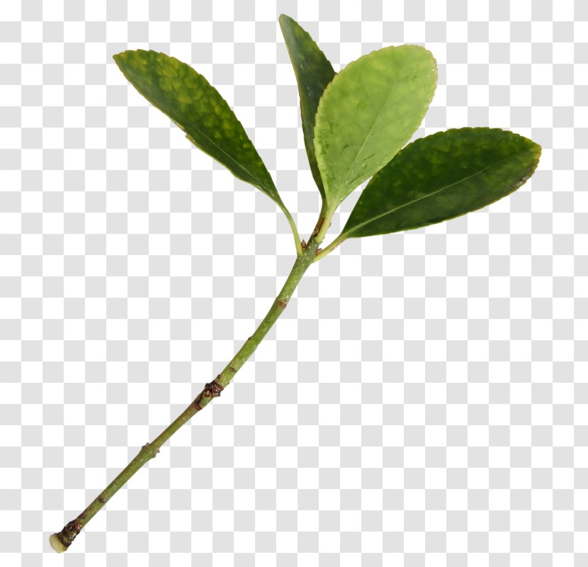Leaf Branch Transparent PNG