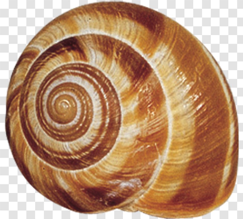 Gastropods Murex Seashell Gastropod Shell Snail - Shells Transparent PNG