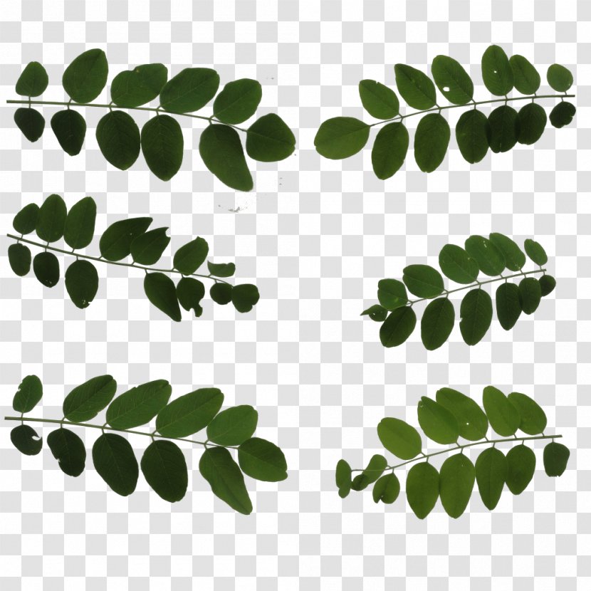 Leaf Plant Stem Font - Branch Transparent PNG