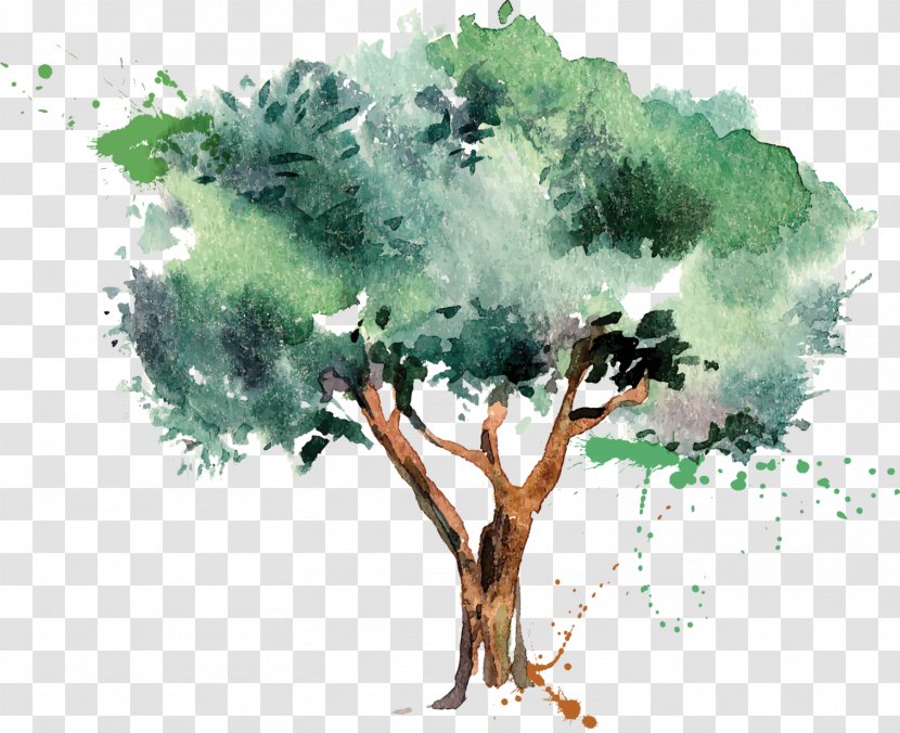 Olive Oil Tree - Watercolor Paint Transparent PNG