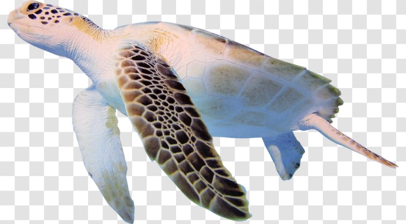 Turtle Cheloniidae Clip Art Transparent PNG