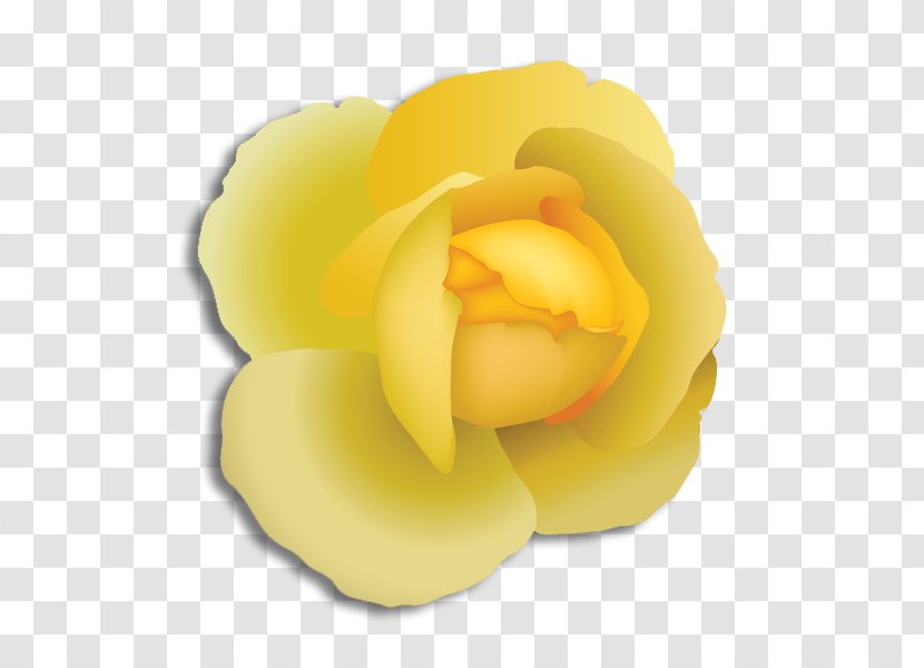 Garden Roses Alpha Phi Flower - Fraternities And Sororities Transparent PNG